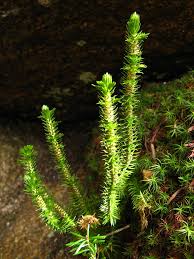 Image result for Huperzia bampsiana