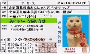 なめ猫免許証交付 なめ猫 猫 ねこ