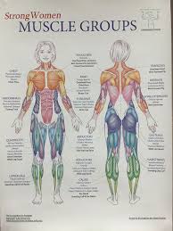 Groups Muscles Muscles Groups Body Muscle Anatomy Human Body Anatomy Medical Anatomy