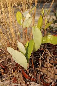 Image result for Oncocalyx bolusii