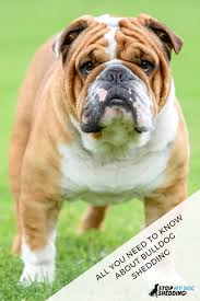 In this 19th century english pastime, the 50 pound bulldog would try and bite the face of a furious 2,000 pound bull who just had pepper sprayed up his nose. Do Bulldogs Shed Much Hair Stop My Dog Shedding