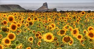 Plus plenty of areas to walk into the field so be sure to explore the whole area. Will The Sunflowers Be Returning To Rhossili In Gower This Year Wales Online
