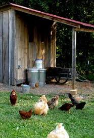 Thinking about raising backyard chickens for eggs? The 10 Things To Know About Keeping A Chicken Coop Bcliving
