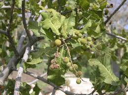 Image result for Pappea capensis