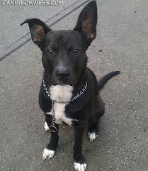 Black And White Pointer Pitbull Mix All About Labrabulls Pitadors Labrabull Pitador Puppies Pitbull Mix Puppies Lab Mix Puppies Pitbull Mix