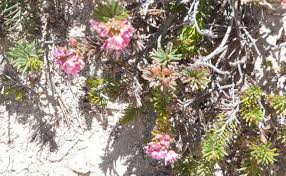 Image result for Phyllodoce breweri