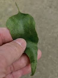 Image result for Launaea rogersii