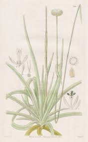 Image result for Eriocaulon truncatum