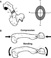 This passes laterally to the biceps and forms the arcuate artery. Morphological Diversification Of Biomechanical Traits Mustelid Locomotor Specializations And The Macroevolution Of Long Bone Cross Sectional Morphology Bmc Ecology And Evolution Full Text