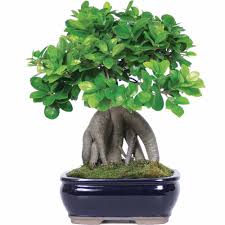 The best north american trees for bonsai. Brussel S Bonsai Ginseng Grafted Ficus Bonsai Indoor Walmart Com Walmart Com