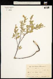 Image result for Hermannia quartiniana