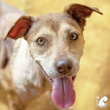 Success rate of finding one is 100%. Paws Across The Pacific Comes To The Rescue The Garden Island
