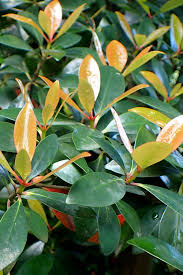 Image result for Vittaria guineensis