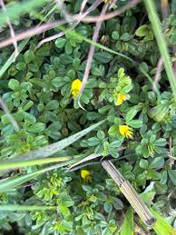 Image result for Lotononis carinata