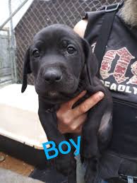 Maybe you would like to learn more about one of these? Labrador Retriever Puppies For Sale Marshall Nc 328974
