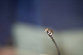 Smallest mammal in the world. Batodonoides Wikipedia