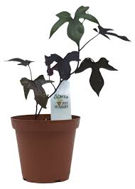 Image result for Ipomoea batatas pots