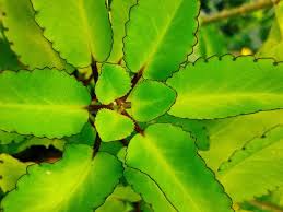 Image result for Bryophyllum