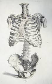 Bone basics and bone anatomy. Bones Of The Torso From Anatomy Improv D And Illustrated Flickr Printable Wall Art And Home Decor In 2020 Skeleton Drawings Human Anatomy Art Anatomy Art