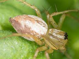 We did not find results for: Florida Spiders Pictures And Spider Identification Help Green Nature