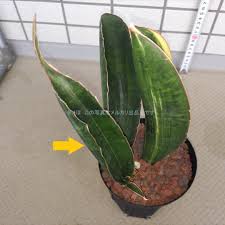 Image result for Sansevieria sinus-simiorum