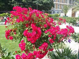 grenoble magnifique bouquet de plantes a la roseraie jardin de ville grenoblecity dailyphoto daily photoo jardin de ville ville de grenoble roseraie