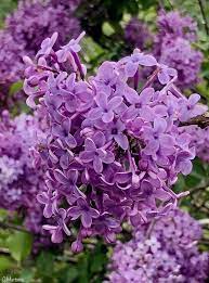 De drastische snoei doe je best na de wi. Pin On Luscious Lilacs