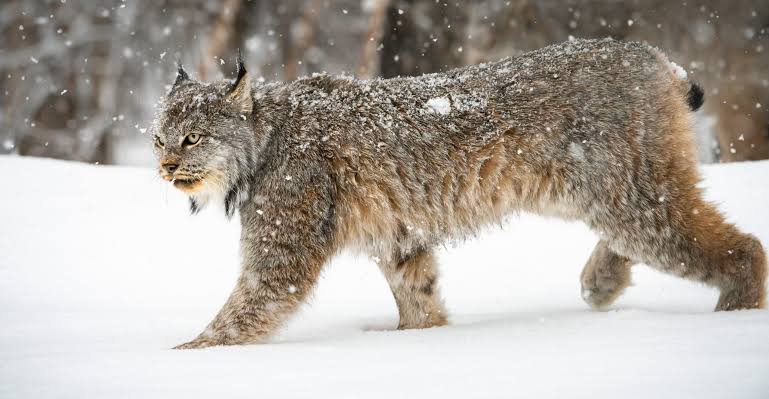 Canadian Lynx | Potter Park Zoo
