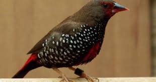 Black And White Bird With Yellow Breast Pin On Australian Grass Finches