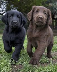 Cyoot Puppy Ob Teh Day Milk And Dark Chocolate Honden Leuke Honden Huisdier Honden