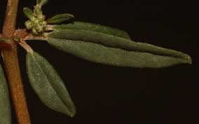 Image result for Gisekiaceae