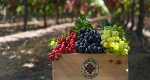 شیره انگور: فواید و خواص شیره انگور + طرز تهیه شیره انگور