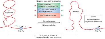 Pilote adv 5030/5035 / controlling the rest of your system 09 ansteuerung ihres restlichen : Emerging Roles For R Loop Structures In The Management Of Topological Stress Journal Of Biological Chemistry