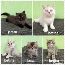Beli kucing persia flatnose longhair penghuni baru harga persia medium long hair. Persia Flatnose Dan Medium Shopee Indonesia