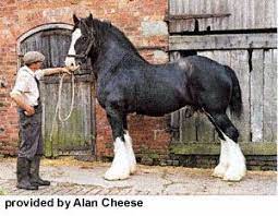 Shire Horses Clydesdale Horses Horses Horse Breeds