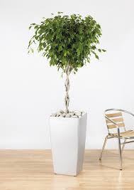 Résultat de recherche d'images pour "braided fig tree"