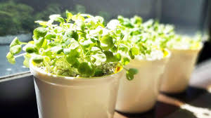 100均グッズで ズボラーでもカンタン家庭菜園できました マイ定番スタイル roomie ルーミー 家庭菜園 栽培 水耕栽培