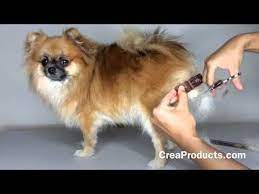 How To Groom A Pomeranian At Home Makes Grooming Your Dog Easy Youtube Doggroomingbusiness Dog Grooming Puppy Grooming Dog Groomers