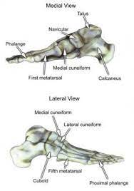 Foot Bone Anatomy Overview Tarsal Bones Gross Anatomy Metatarsal Bones Gross Anatomy Human Anatomy And Physiology Human Body Anatomy Anatomy Images