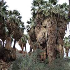 These Are Washingtonian Palm Trees The Only Palm Trees Native To The Us And Palm Springs Has The Only Native Palm O Palm Springs Palm Trees Palm Springs Home