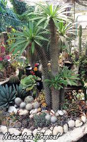 Aménagé dans des terrariums en verre et même des aquariums, le mini jardin devient un objet de décoration plein de vie et de délicatesse, ajoutant du charme à tout environnement. Crea Tu Propio Desierto Para Decorar Tu Jardin