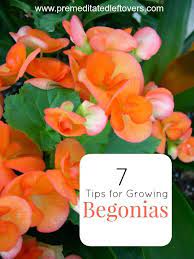 7 Tips Or Growing Begonias Beautiful Flowers Garden Plants Organic Gardening Tips
