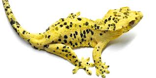 Extreme Crested Gecko Morphs Lillyexotics Geckos Colors