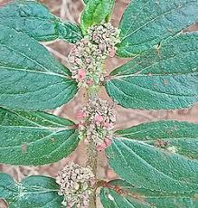 Image result for Euphorbia hirta