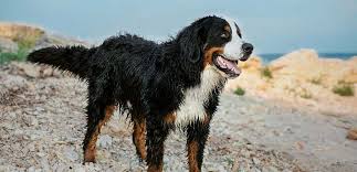 Ein berner sennenhund ist kein reines dekostück, der das anrecht auf ordentliche erziehung, sozialkontakte zu menschen und hunden, sowie ein geeignetes hobby hat. Der Berner Sennenhund Was Sie Uber Die Rasse Wissen Mussen Tiermedizin Dr Gumpert