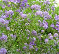 Image result for Solanum wrightii