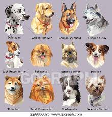 Vector Stock Set Of Different Dog Breeds Stock Clip Art Gg99860625 Gograph