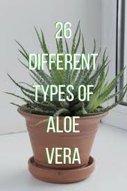 The flower of the aloe vera plant typically blooms once in the summer, but only on mature plants in sunny locations. Pin On Planty Things