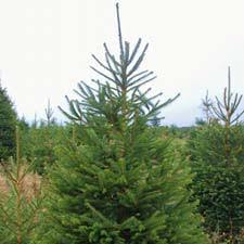 Il n'est pas difficile concernant le type de sol, mais l'idéal serait un sol riche en humus , bien drainé , frais et légèrement acide. Sapin De Noel Sapin Nordmann En Pot Hauteur 100 125 Cm Bojardin