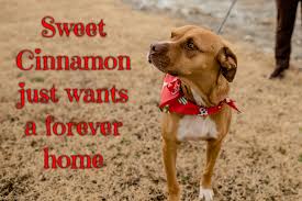 See reviews, photos, directions, phone numbers and more for the best animal shelters in tulsa, ok. Route 66 Pet Rescue